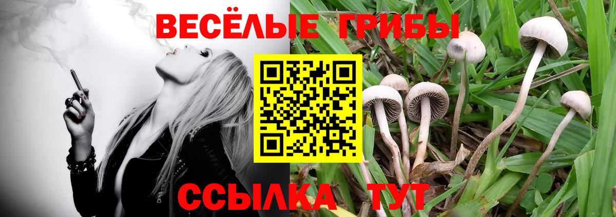 Псилоцибиновые грибы Cubensis Обнинск